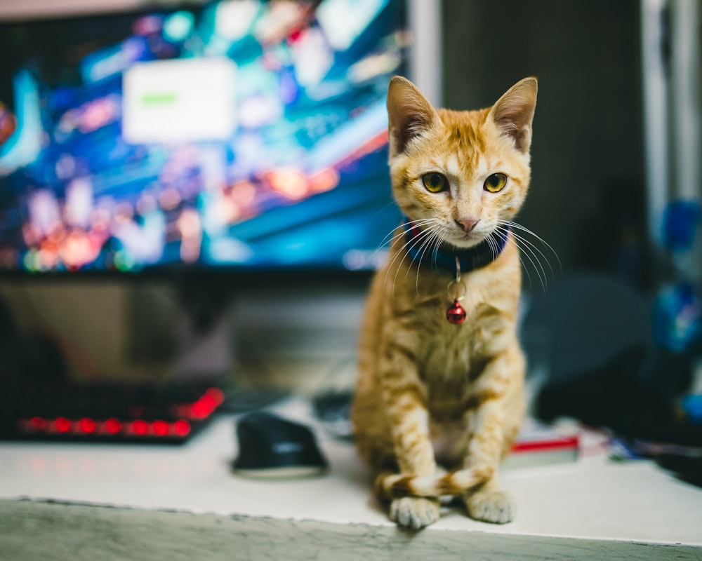 orange tabby cat on table