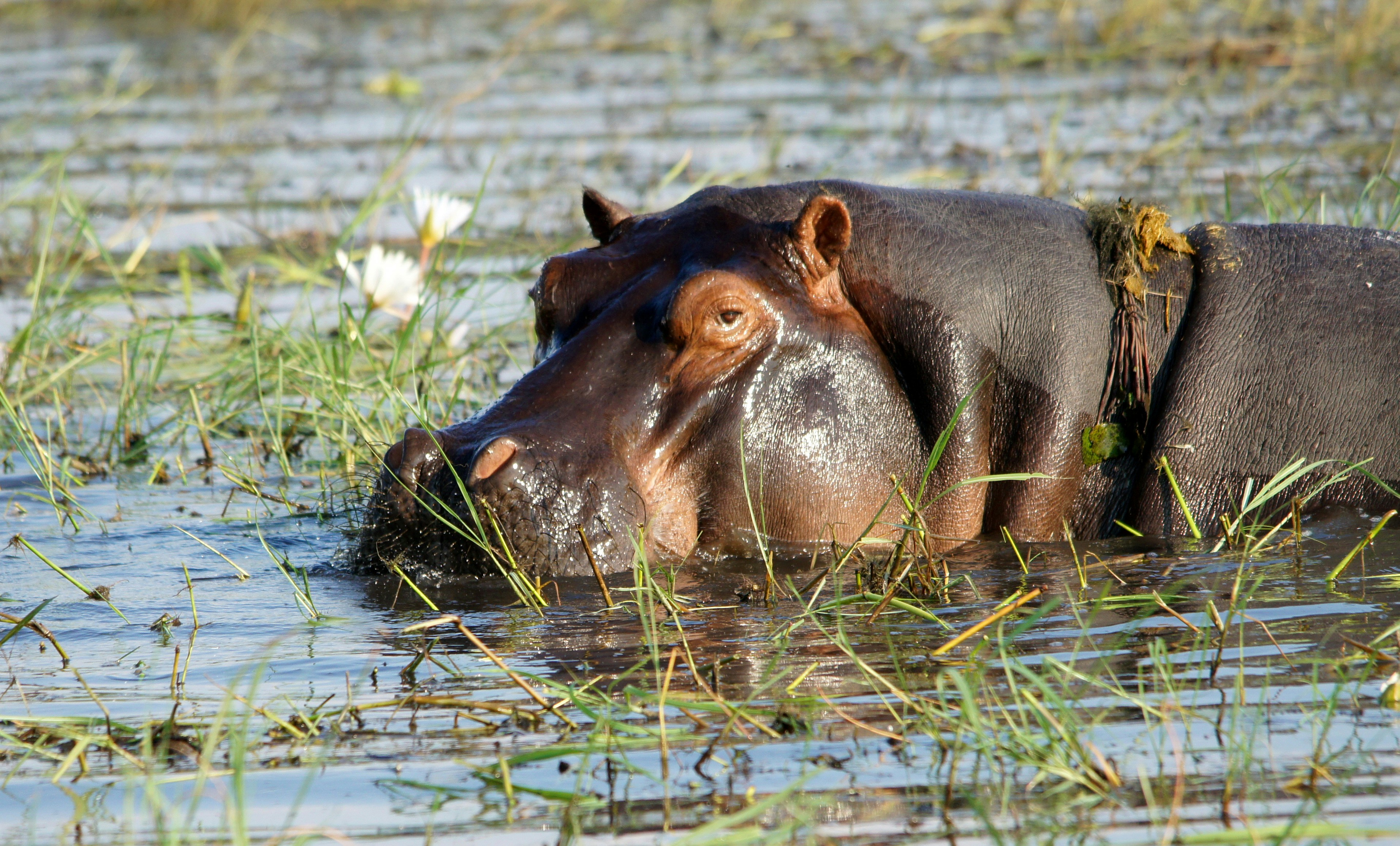 brown leather animal on water during daytime, Hippo 