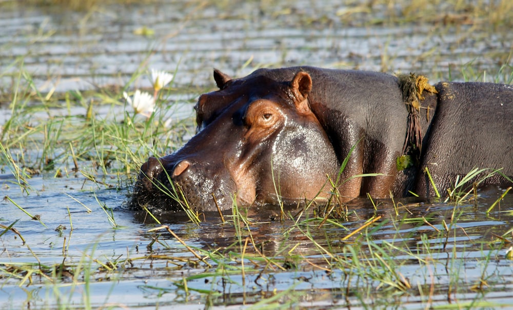 brown leather animal on water during daytime