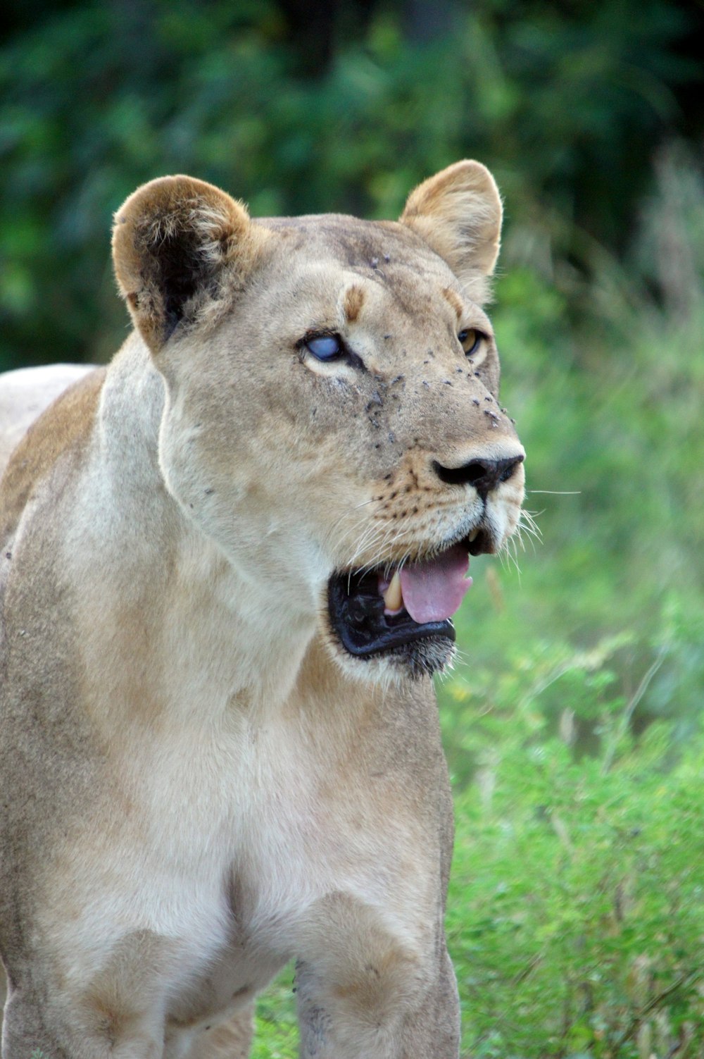 brown lioness on green grass during daytime