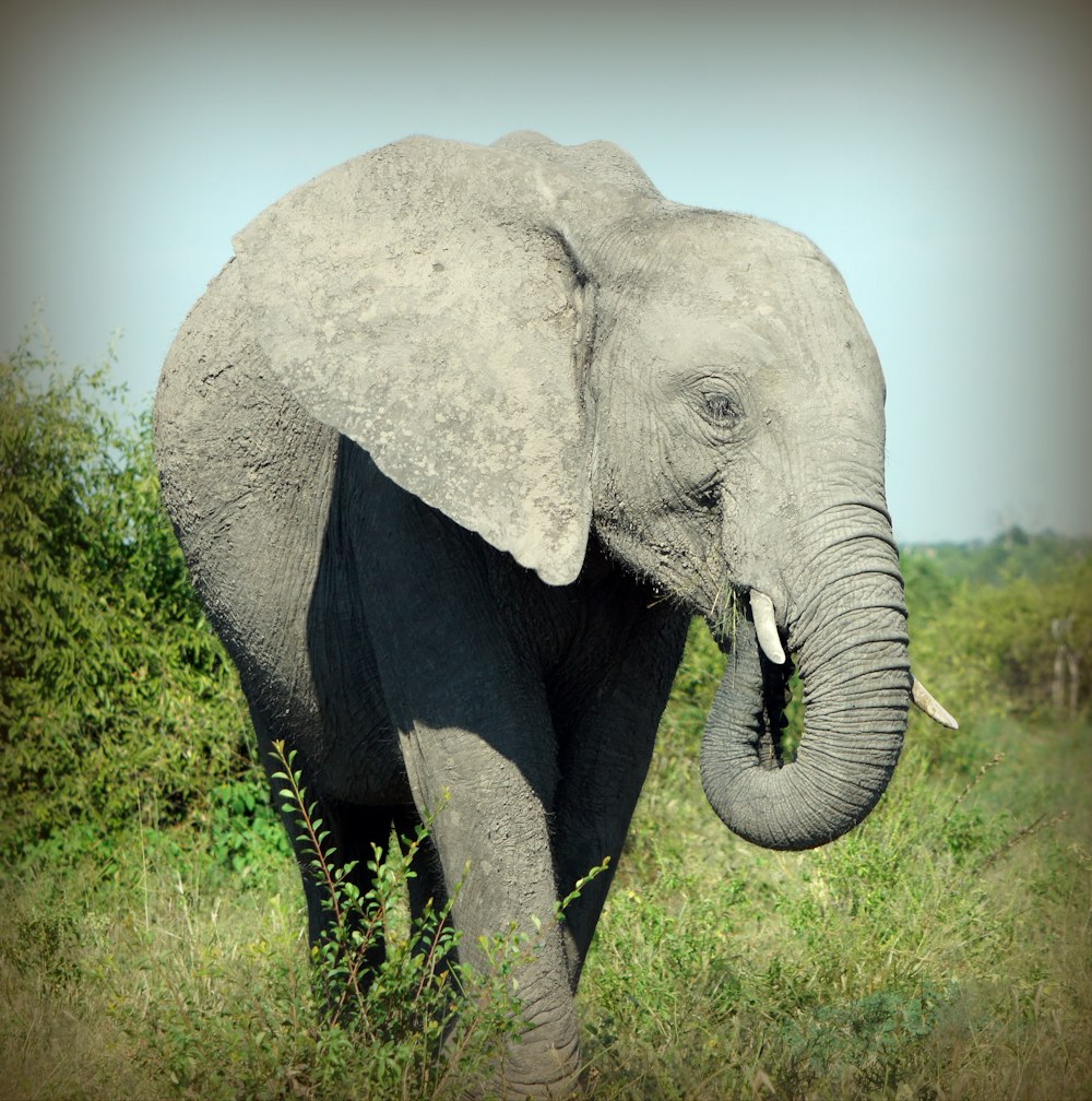 grey elephant on green grass field during daytime