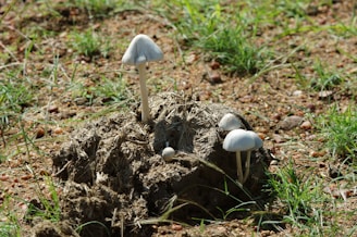 Small white mushrooms are growing on a mound of dry earth or dung, surrounded by sparse green grass and scattered pebbles on the ground.