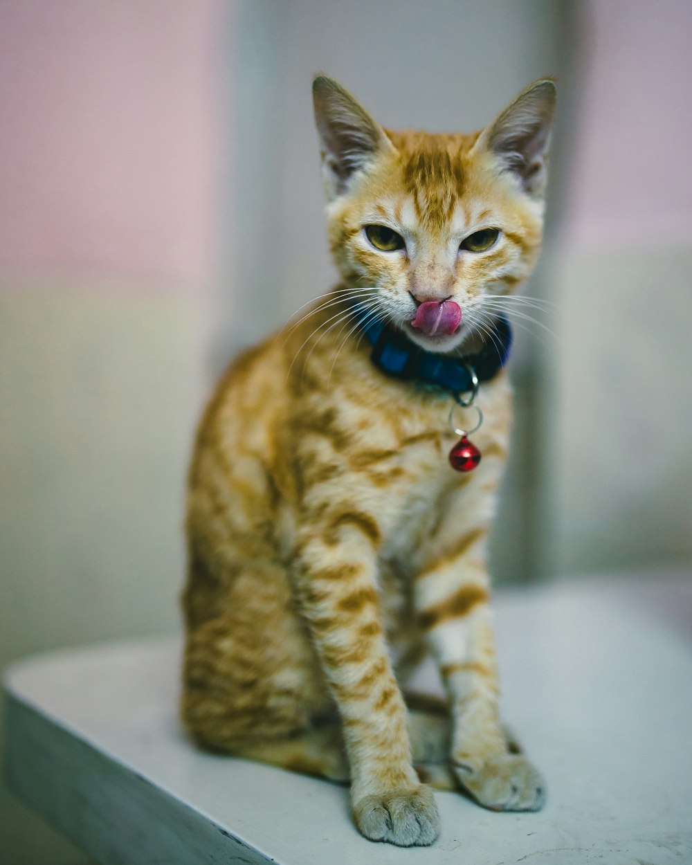 orange tabby cat with blue and white strap on head