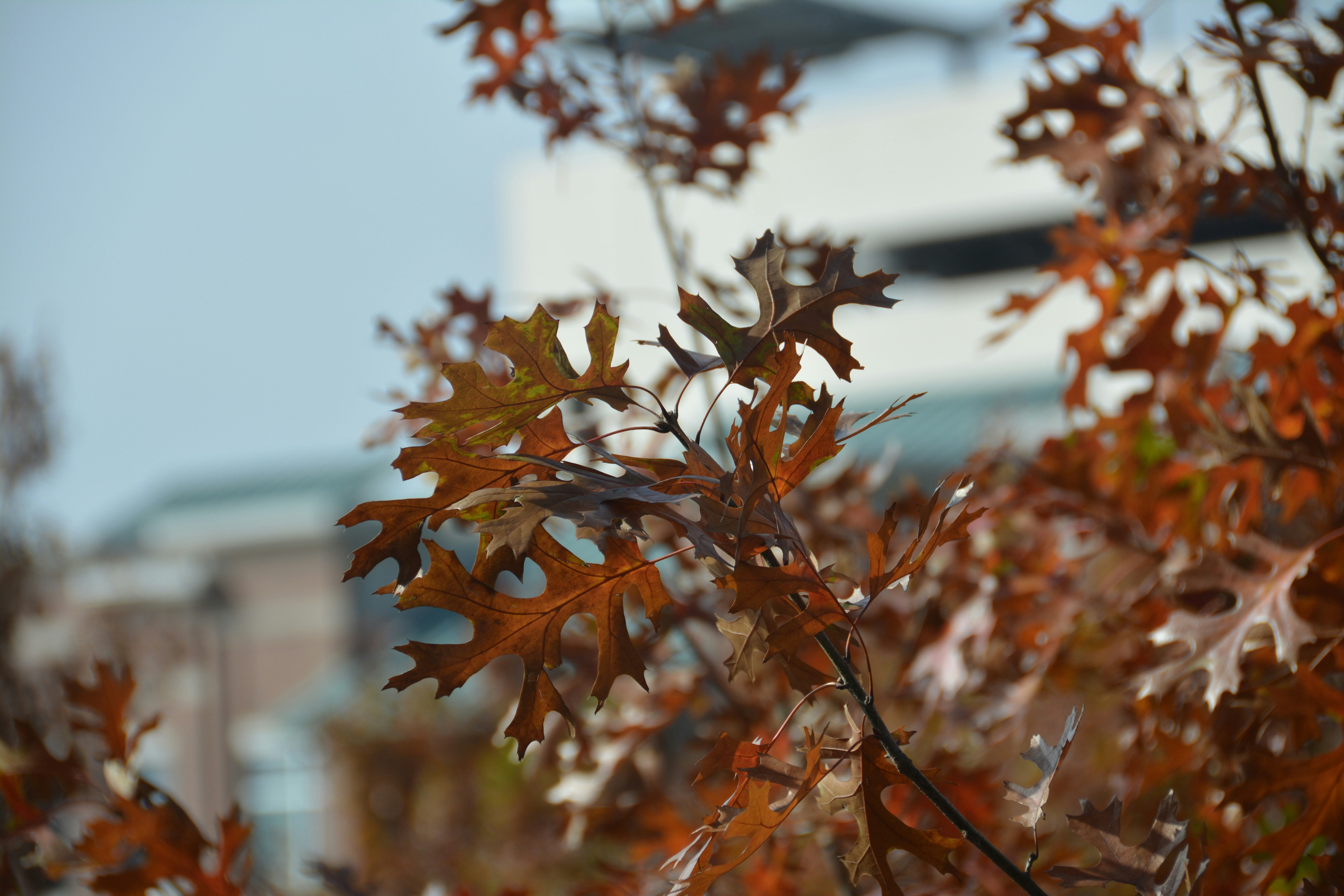 Photo by tabrez_syed