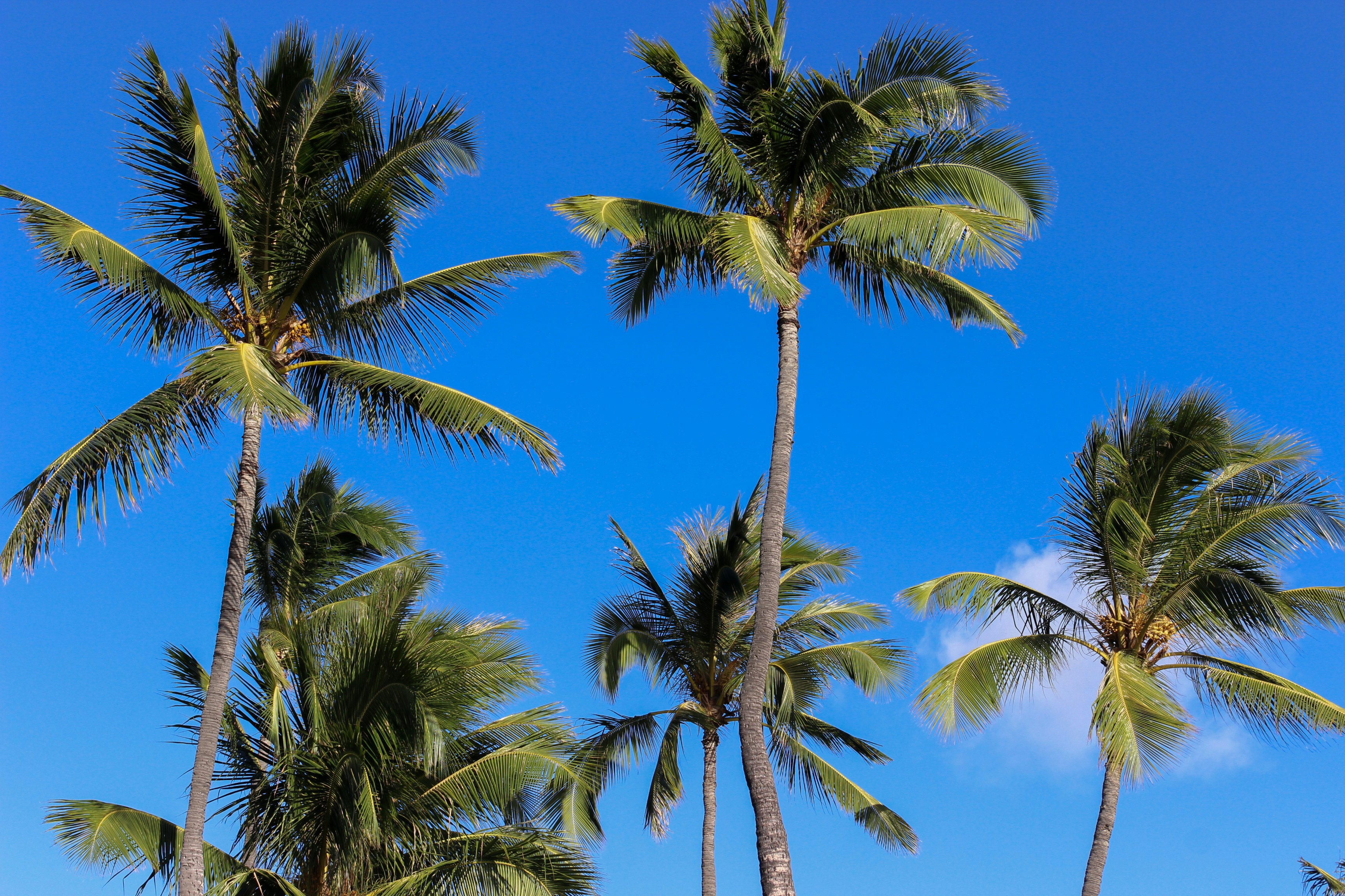 green palm tree under blue sky during daytime, 