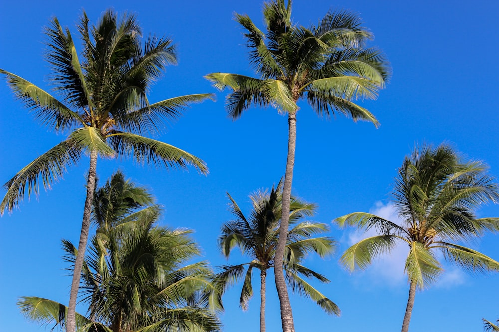 green palm tree under blue sky during daytime