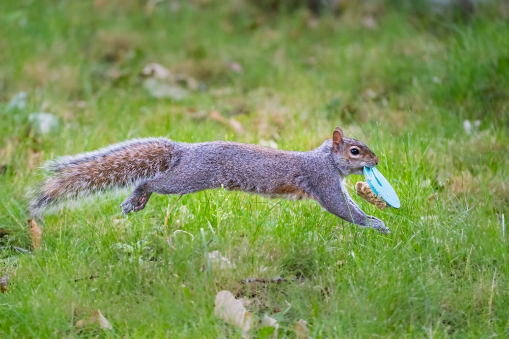 um esquilo com um frisbee na boca correndo pela grama