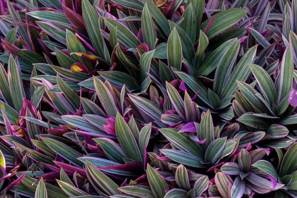 green and brown plant leaves