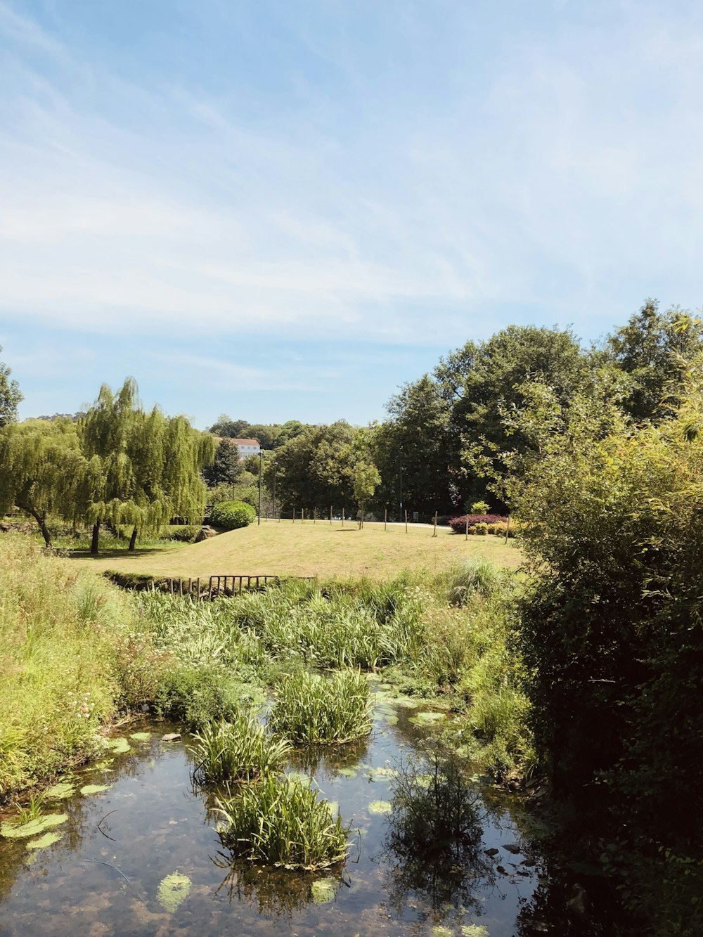 green trees beside river under blue sky during daytime