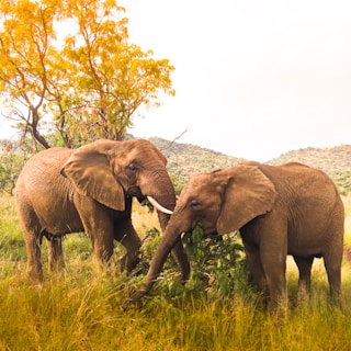 LEATransformando el Mundo a través de Iniciativas de Medio Ambiente