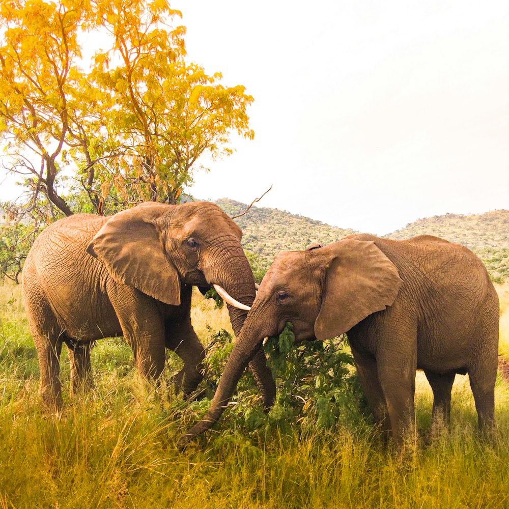 elefante marrom no campo verde da grama durante o dia