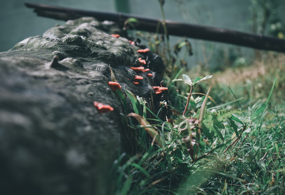 red and white flowers on green grass