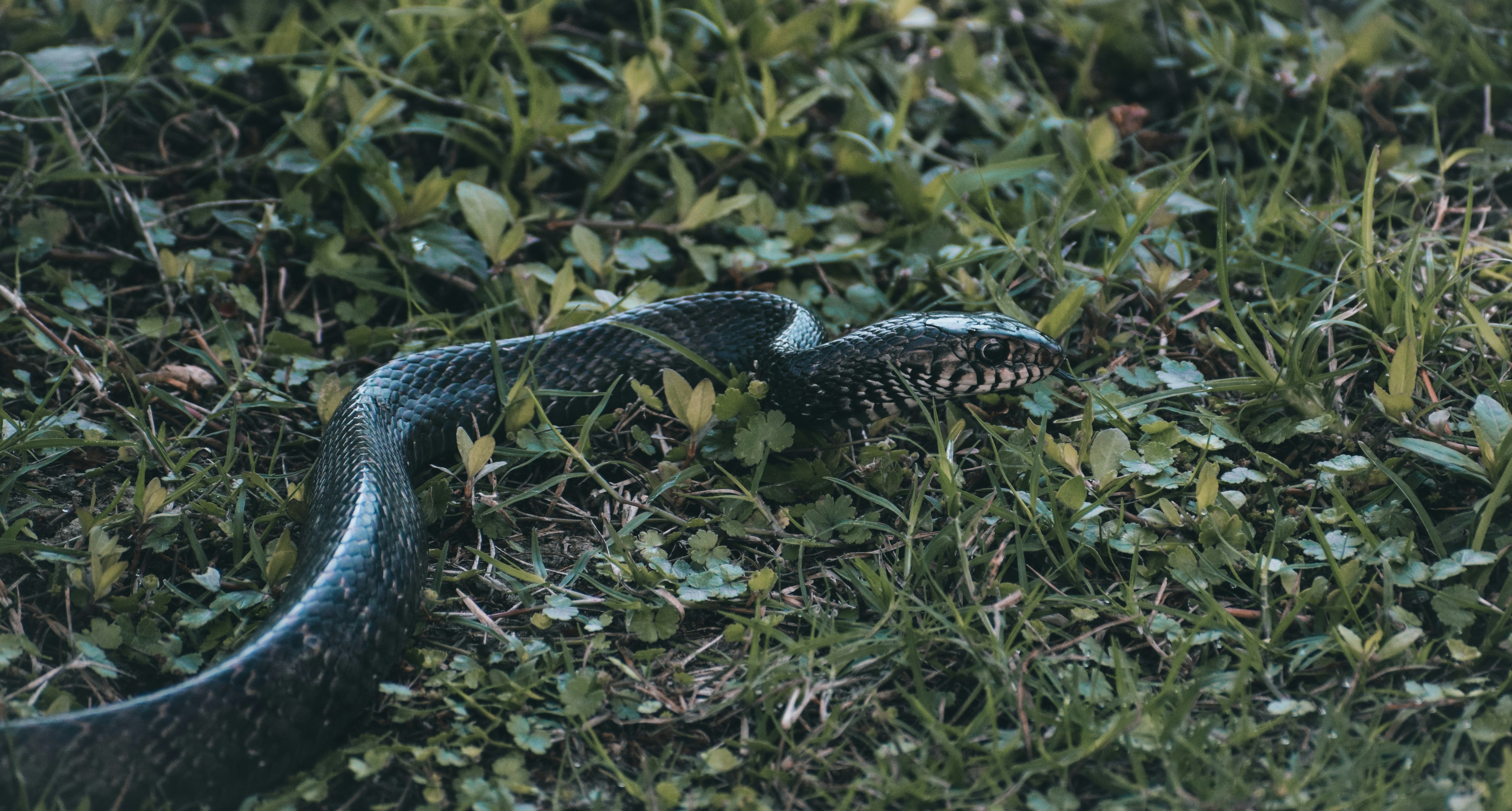 Predator-Prey Relationships (image credits: unsplash)