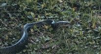 An engaging image of a snake slithering through the grass.
