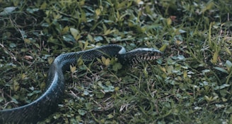 A snake is slithering through lush green grass, showcasing its patterned scales. The vegetation is dense and varied, providing a natural habitat for the snake.