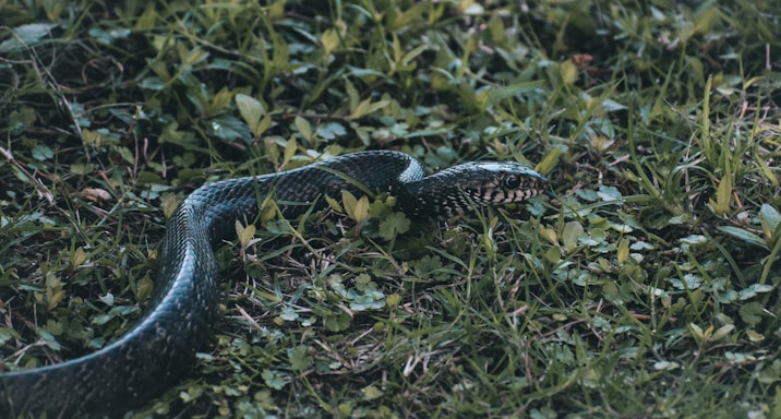 A snake is slithering through lush green grass, showcasing its patterned scales. The vegetation is dense and varied, providing a natural habitat for the snake.