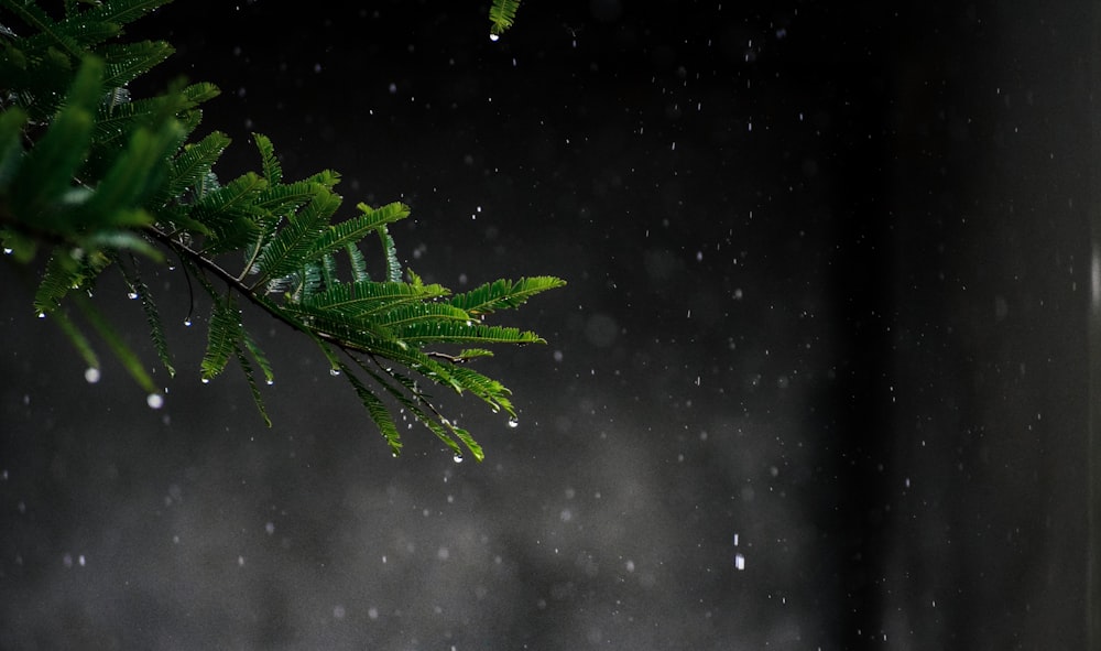 green leaf plant with water droplets