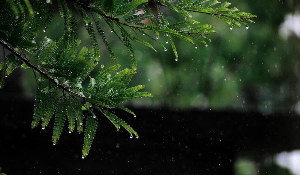 green leaves in close up photography