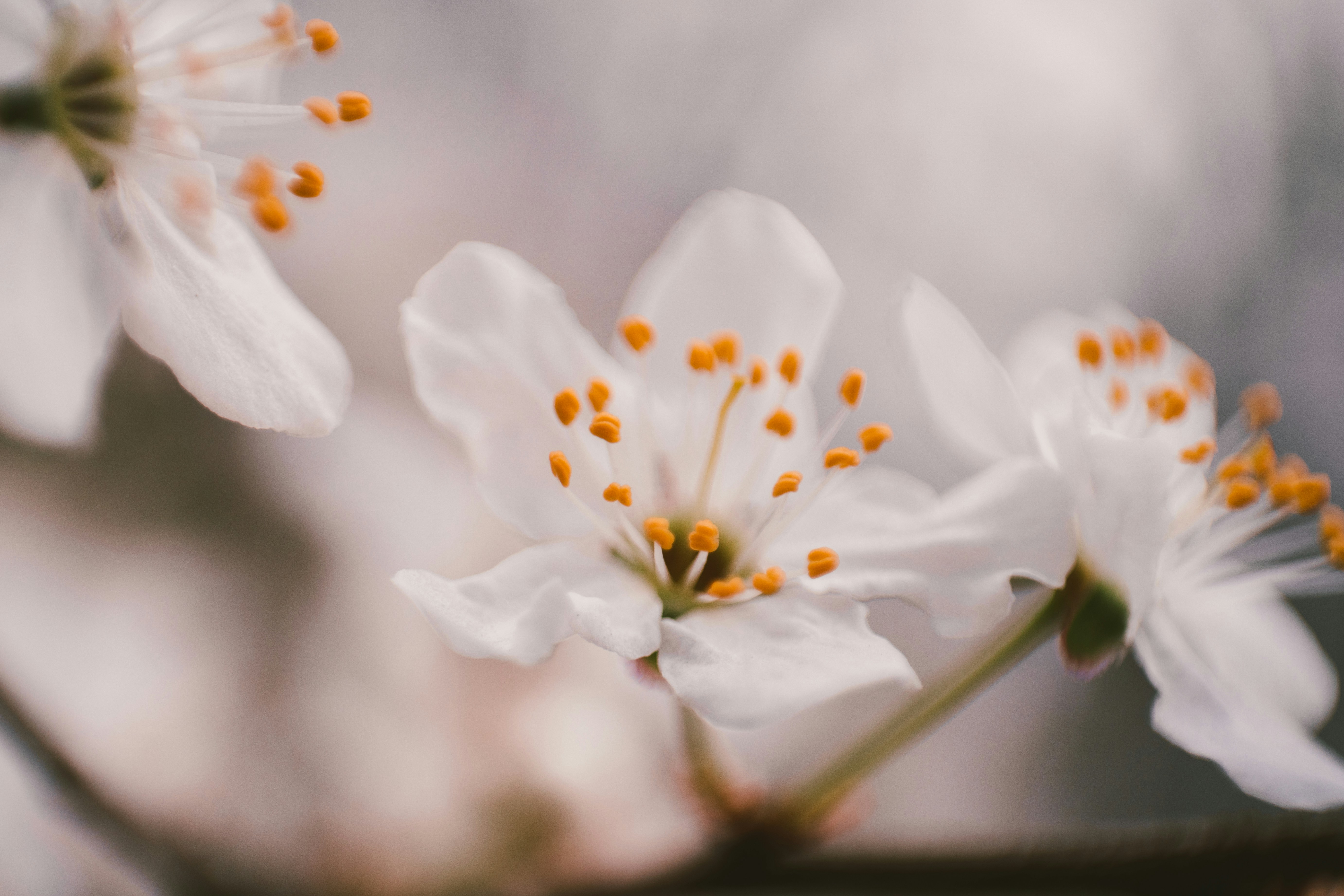 Photo by thestefankostic