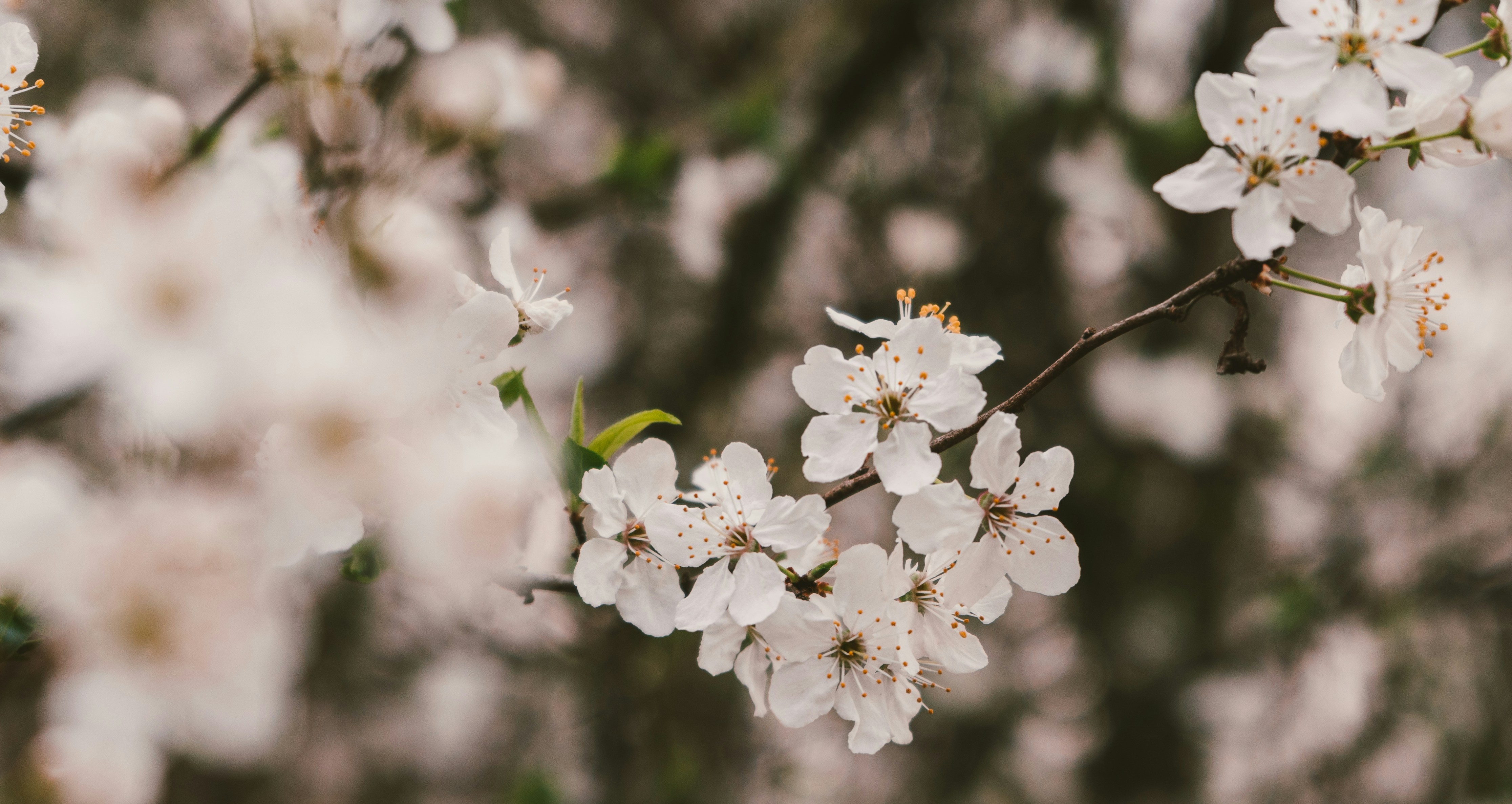 Photo by thestefankostic