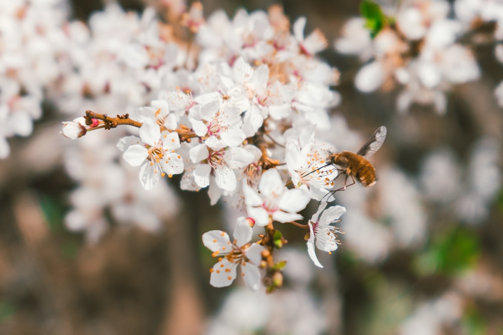 a close up of a flower with a bee on it