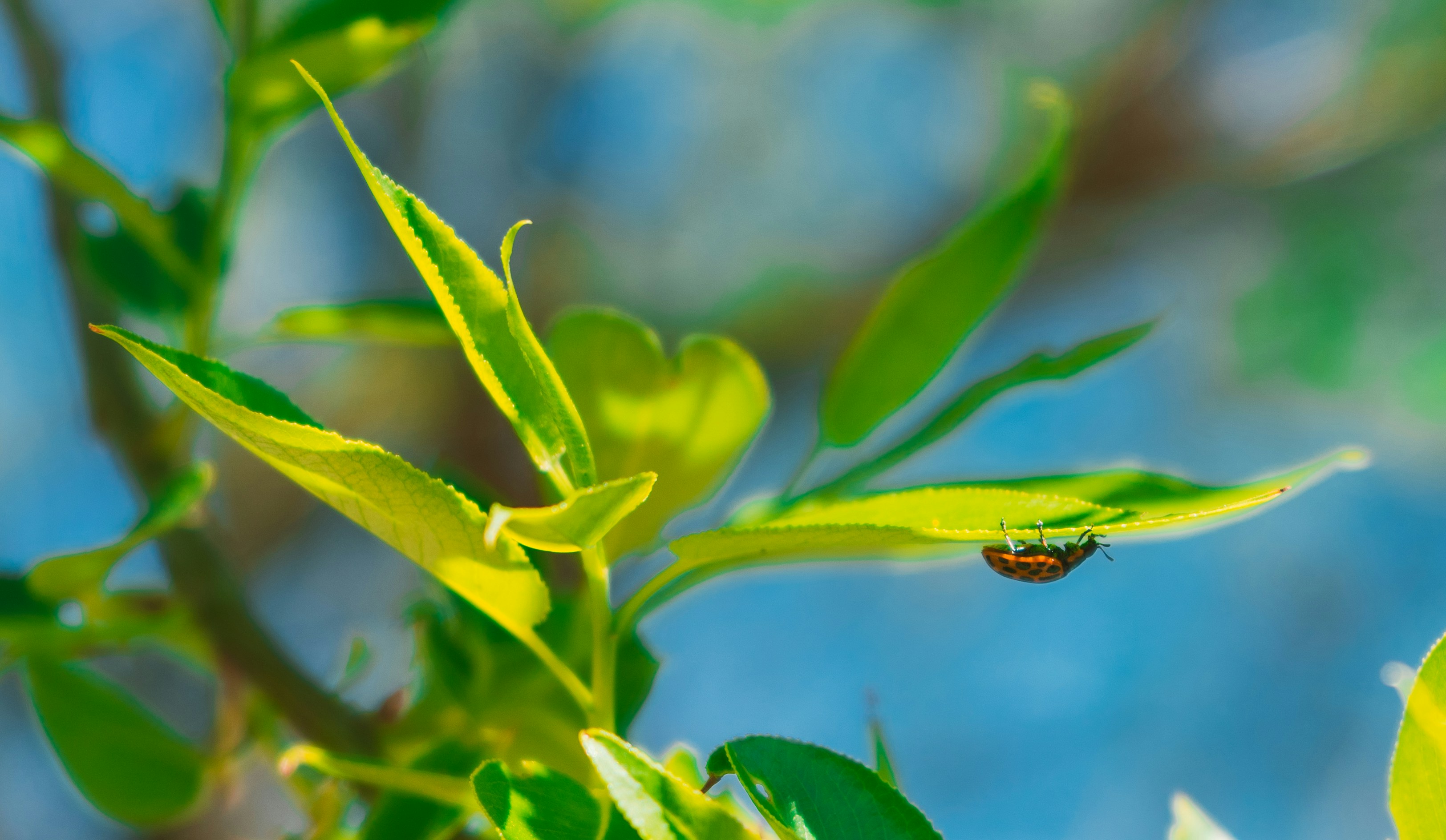 Photo by thestefankostic