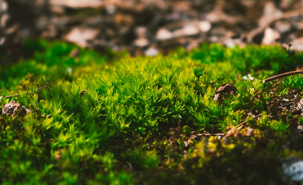 green grass field during daytime