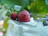 Bright kitchen scene with a spoonful of cream honey with raspberry, surrounded by fresh berries.