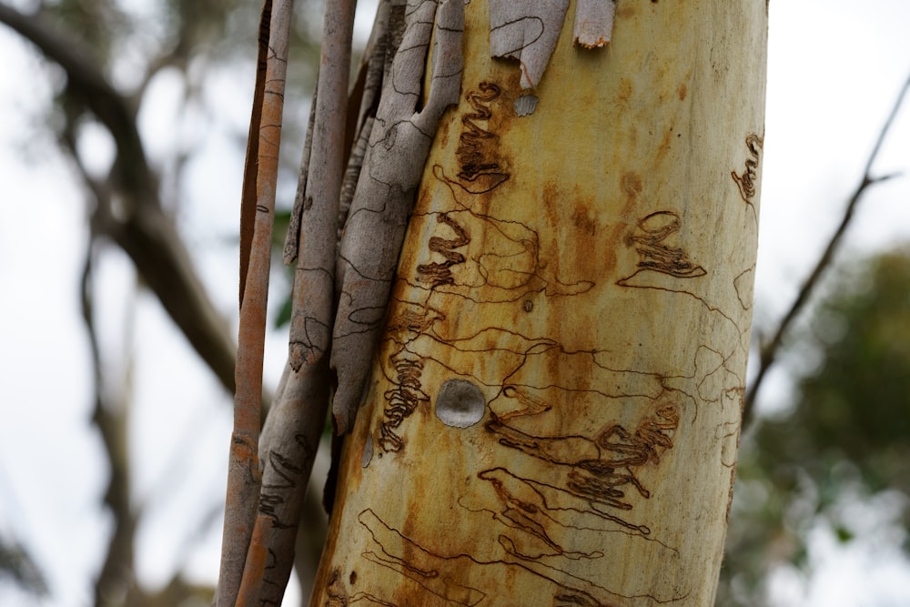 brown tree trunk with hole