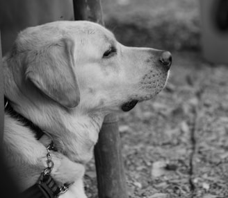 A black and white photo featuring a close-up profile of a Labrador Retriever dog. The dog appears calm and is wearing a collar with a chain leash. The background is slightly blurred, with a natural outdoor setting that includes leaves and soil.
