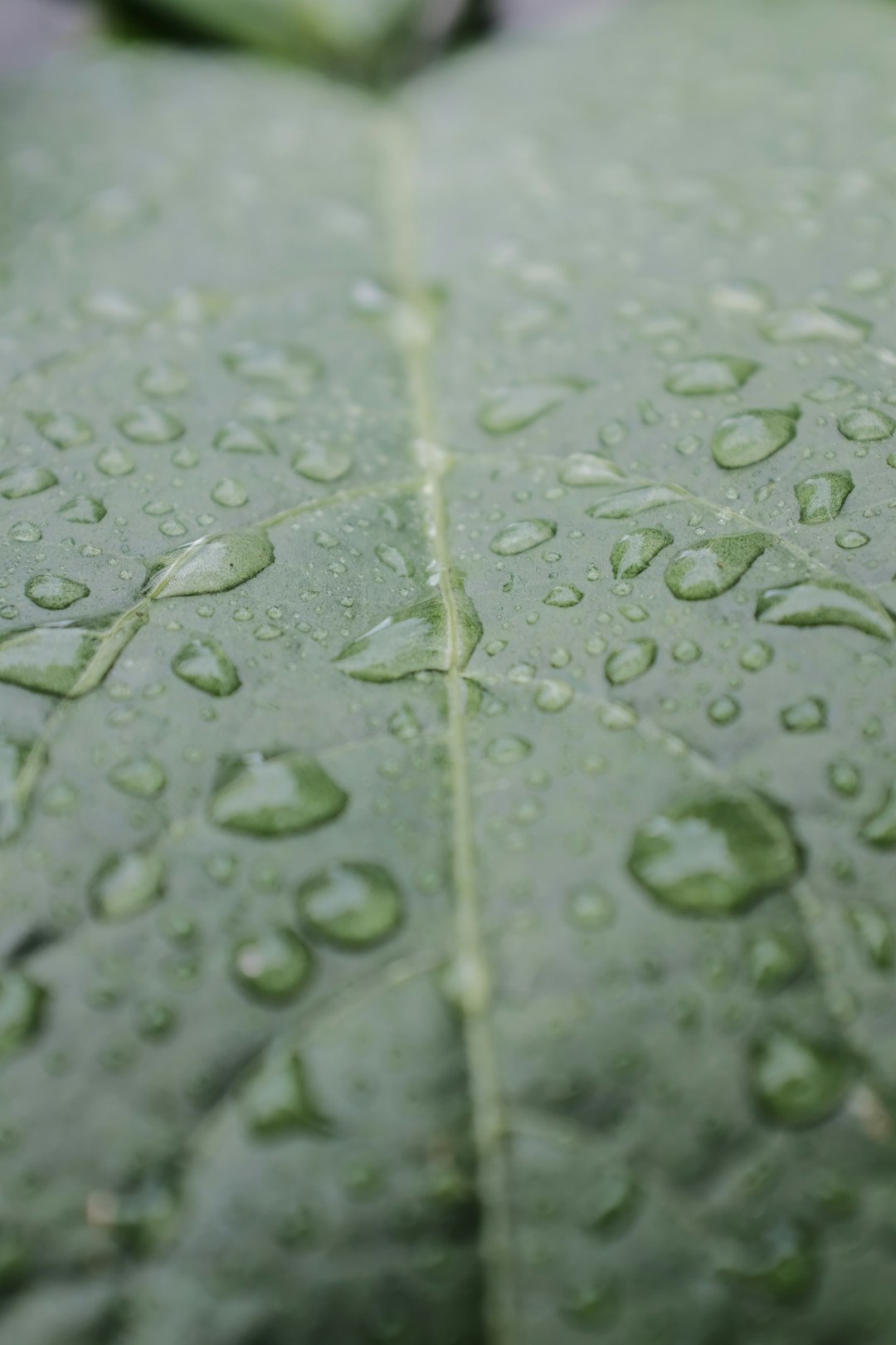 water droplets on green leaf