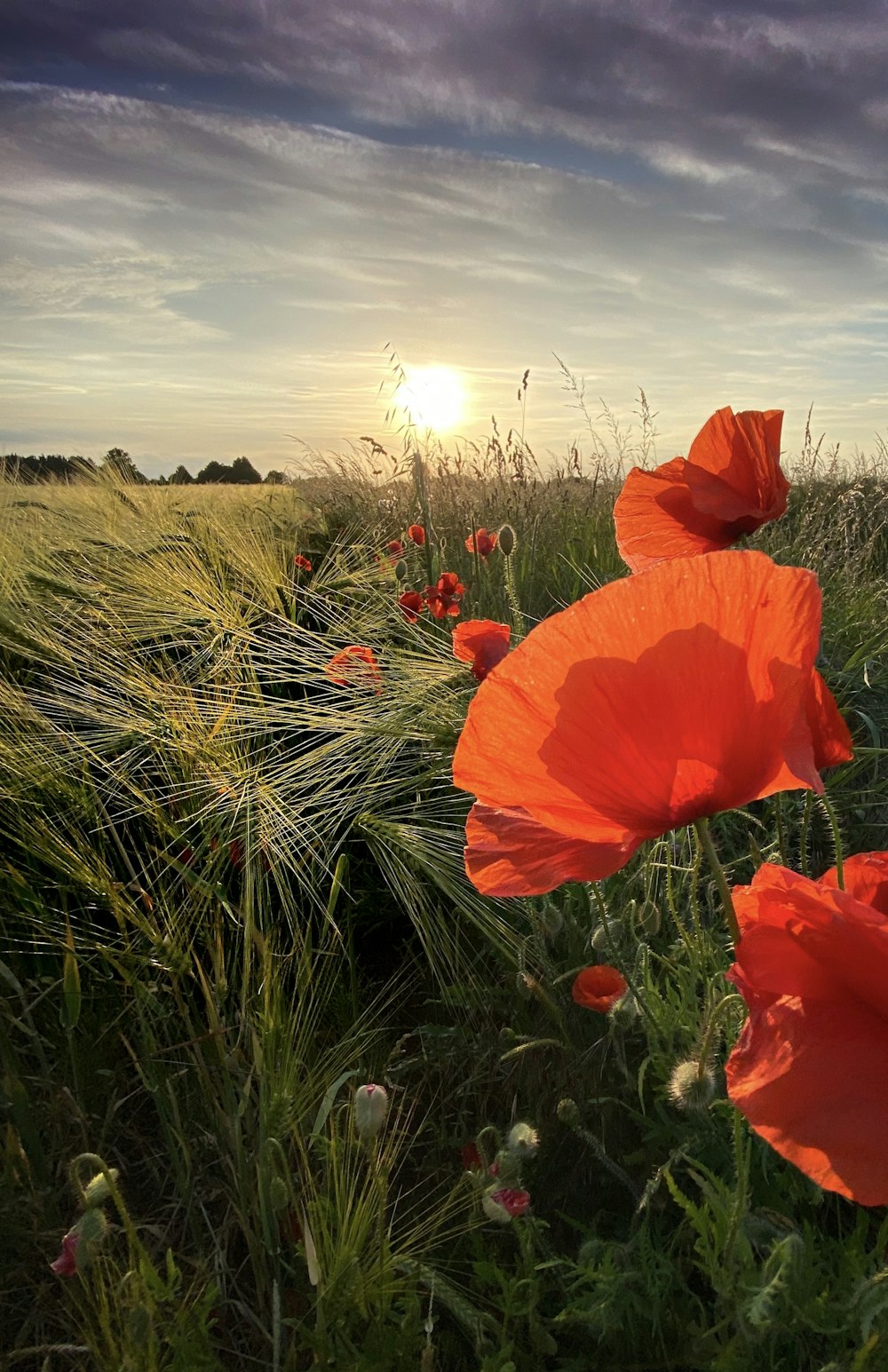 red flower on green grass field during daytime