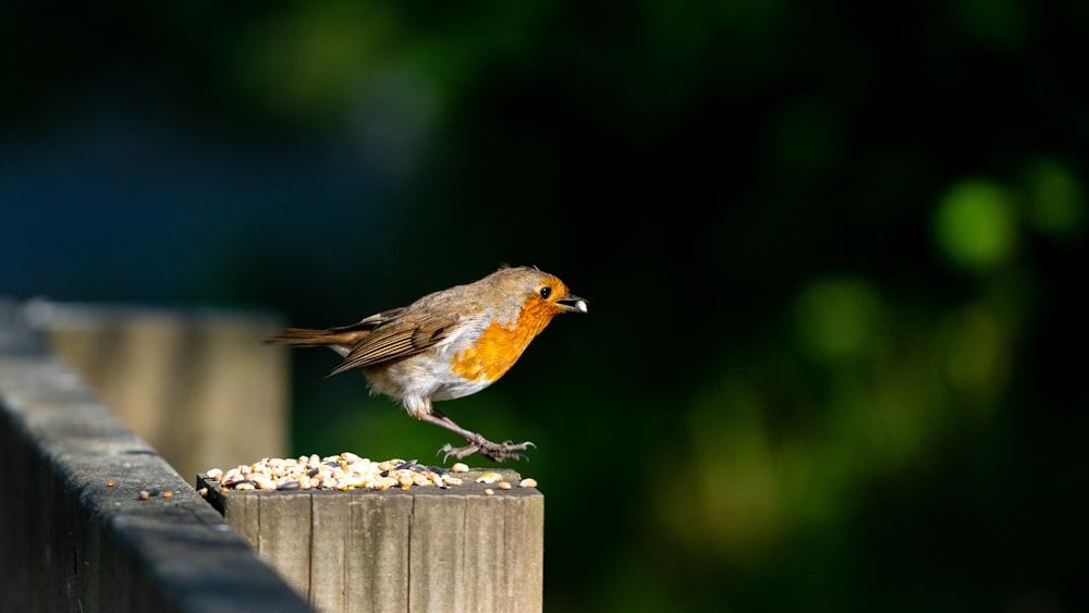 brown and gray bird on brown wooden fence during daytime