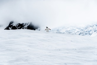 A solitary penguin stands atop a vast, snowy landscape with a backdrop of mountains partially covered by fog. The scene is dominated by shades of white and gray, giving a sense of isolation and peacefulness.