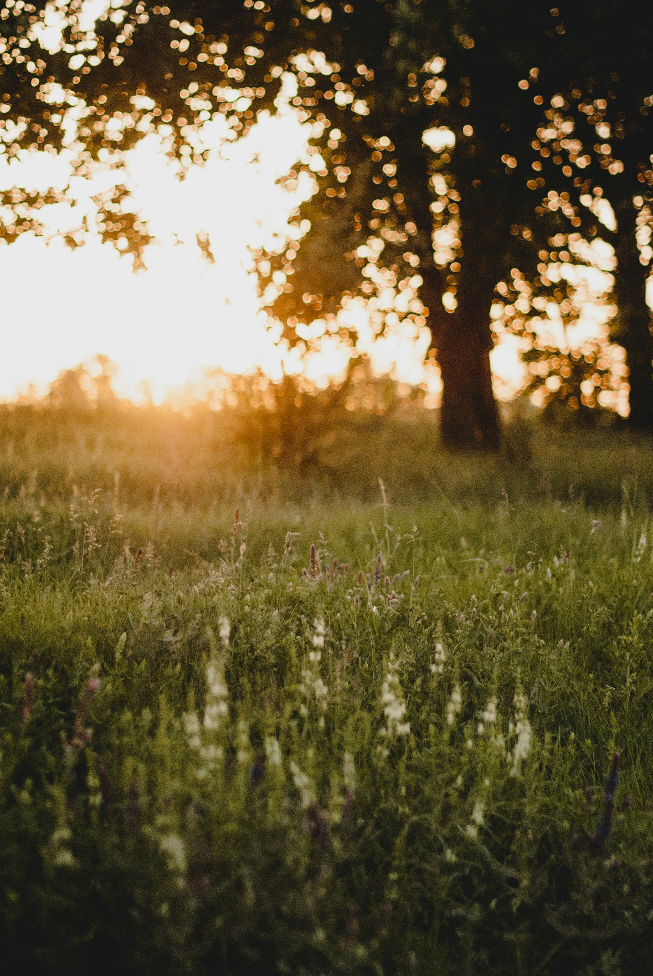 green grass field during sunset