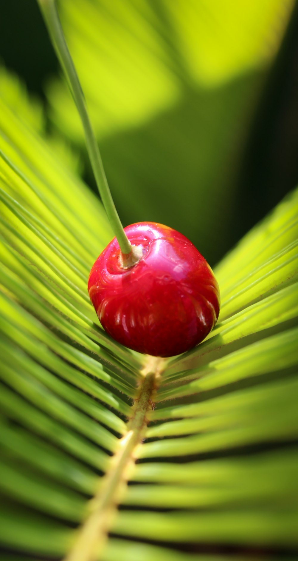 Fruta de cereza roja en fotografía de primer plano