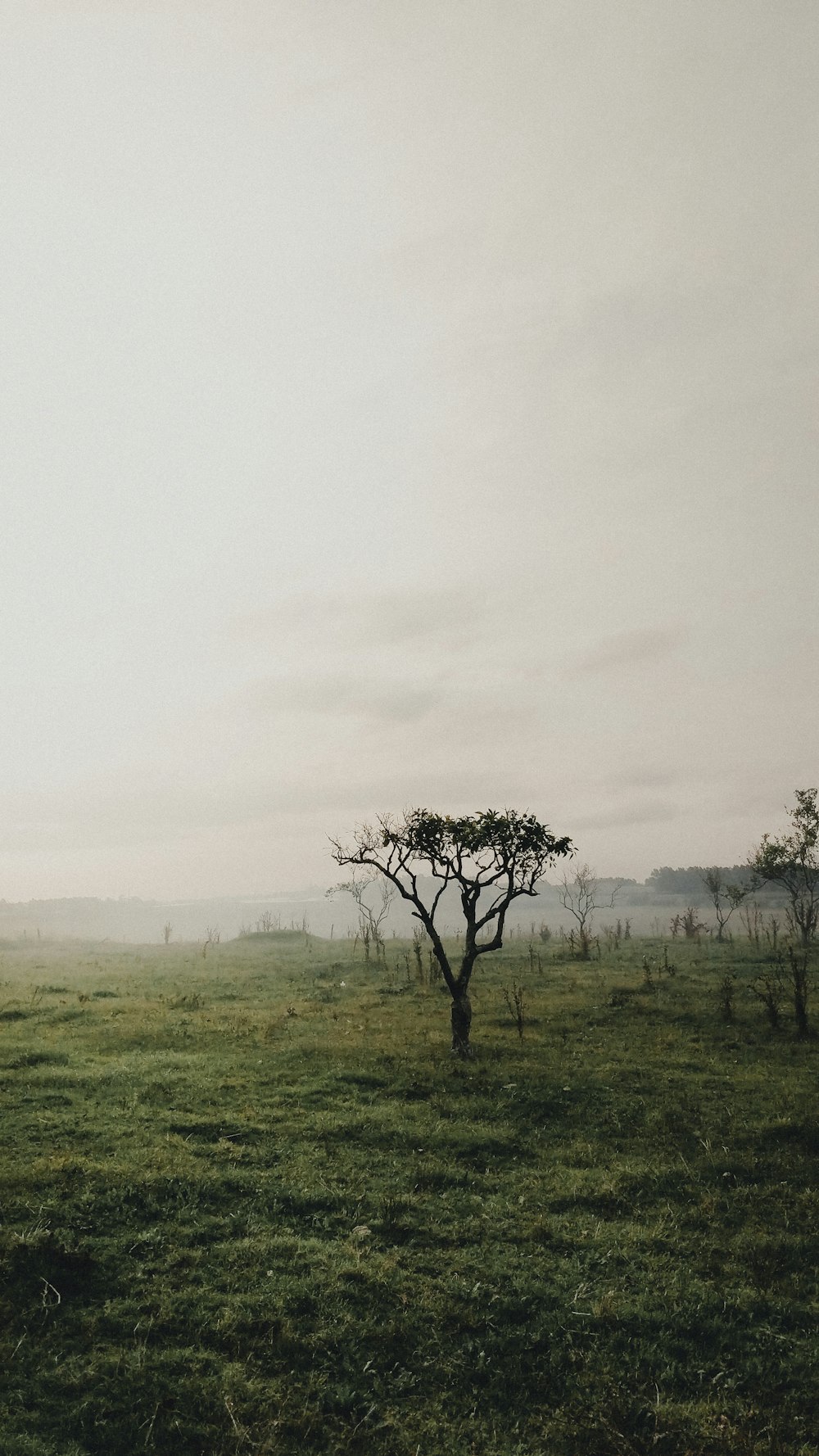 green grass field with trees under white sky during daytime