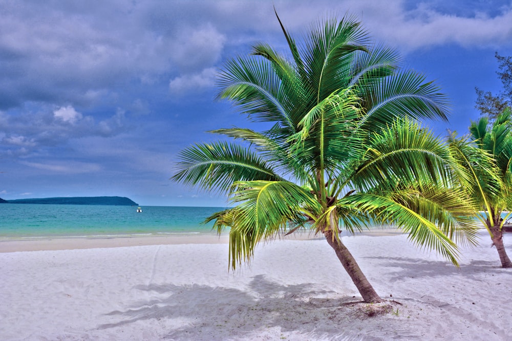 palma verde sulla spiaggia di sabbia bianca durante il giorno