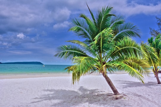 green palm tree on white sand beach during daytime in Koh Rong Cambodia
