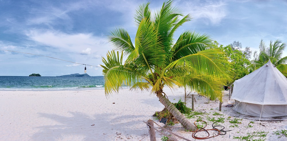 green palm tree on white sand beach during daytime