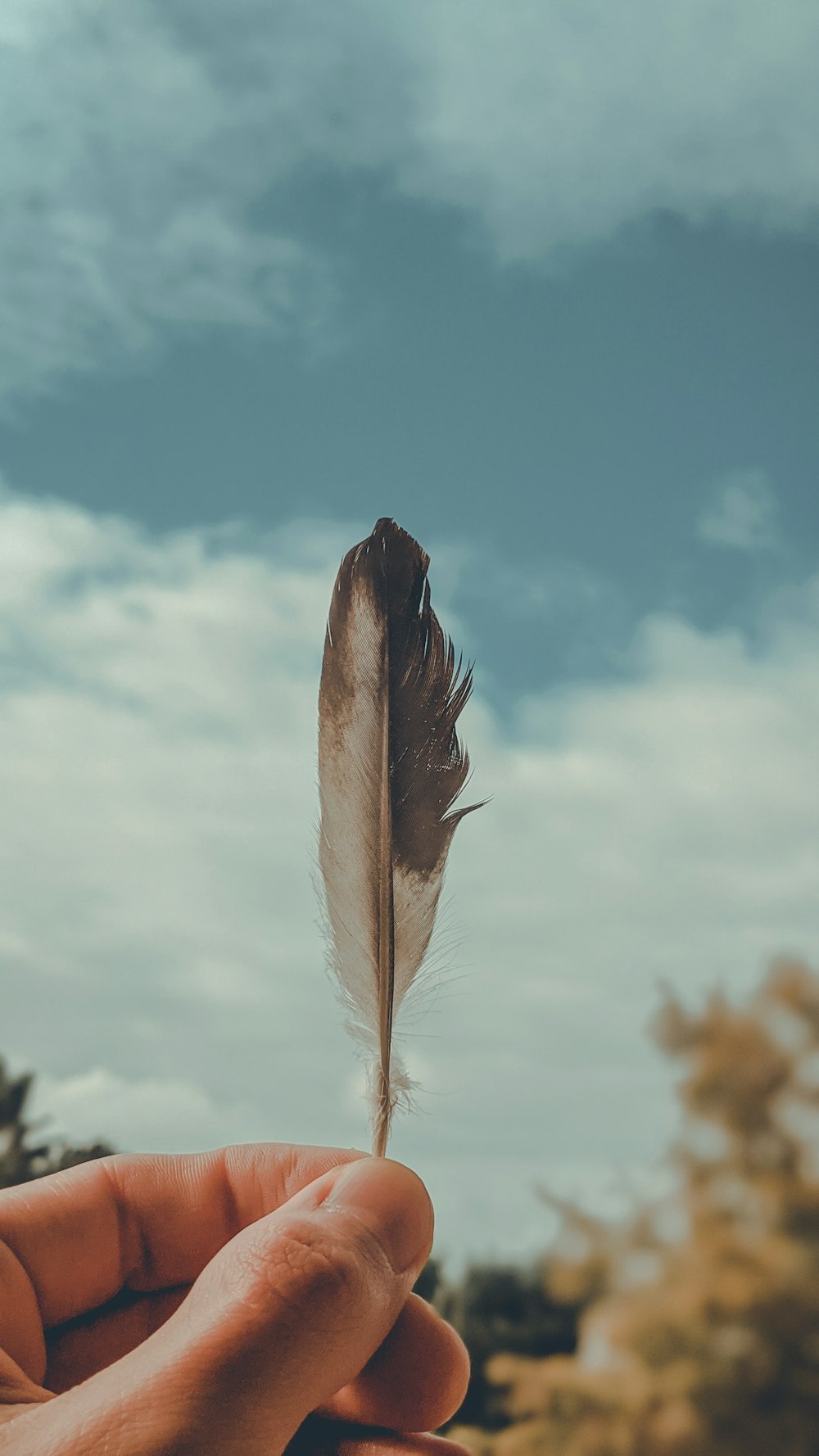 piuma marrone sotto il cielo blu durante il giorno