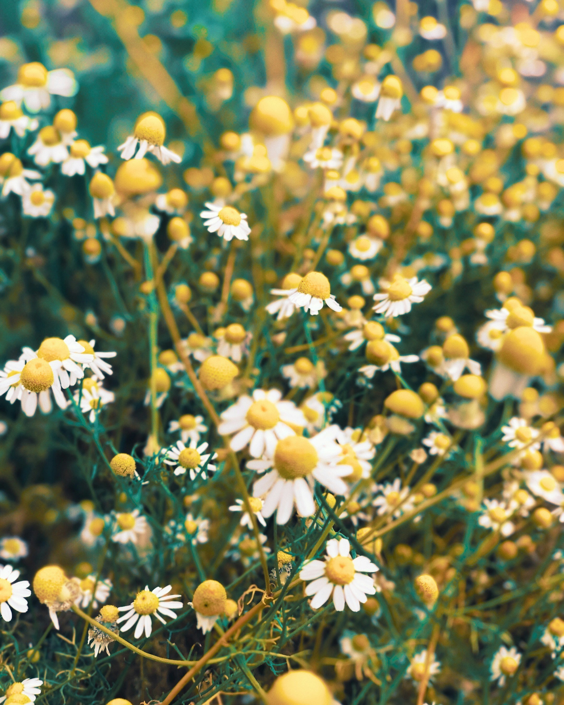 yellow and white flowers in tilt shift lens