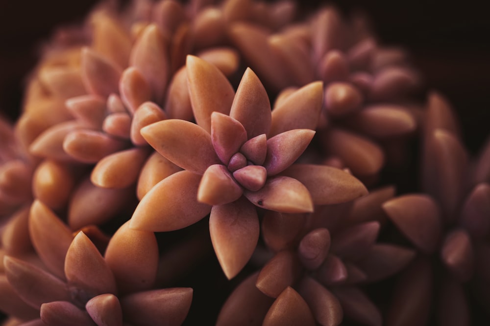 brown and white flower in close up photography