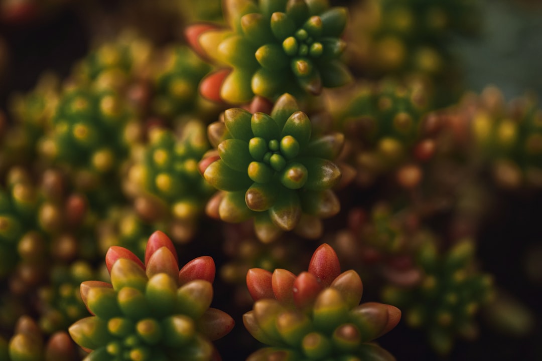 green and red flower buds