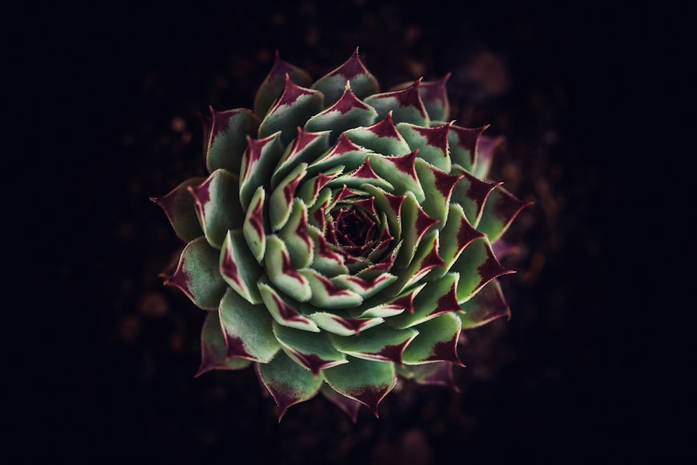 green plant in close up photography