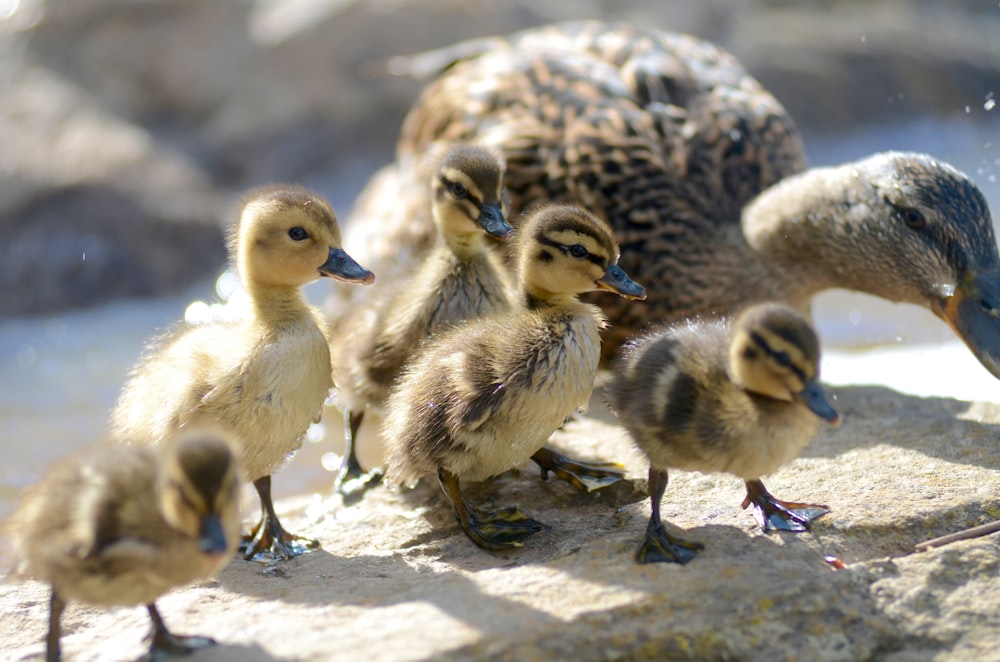 brown ducklings on gray rock