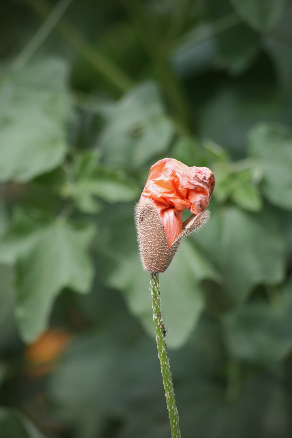 red flower bud in tilt shift lens