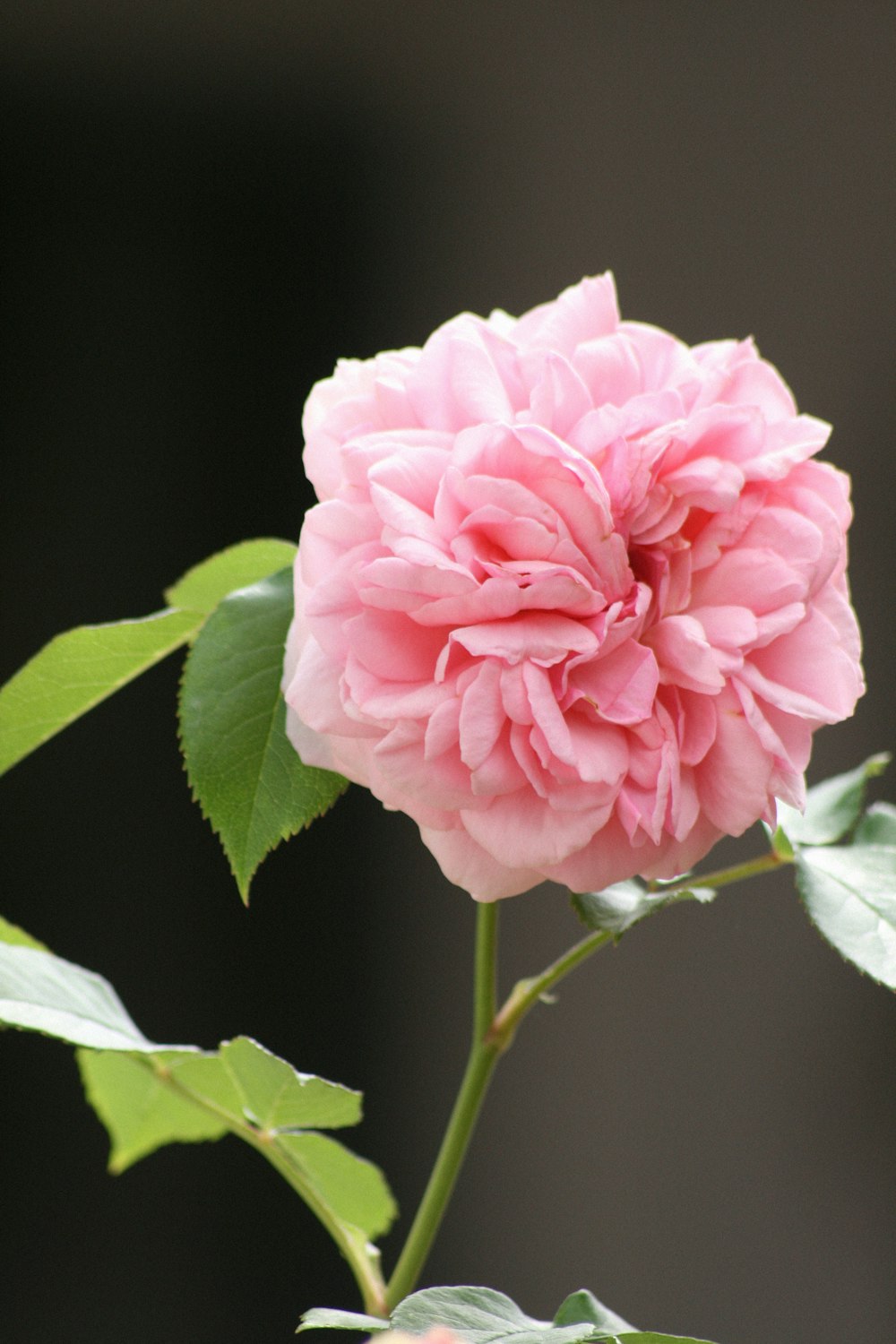 pink rose in bloom during daytime