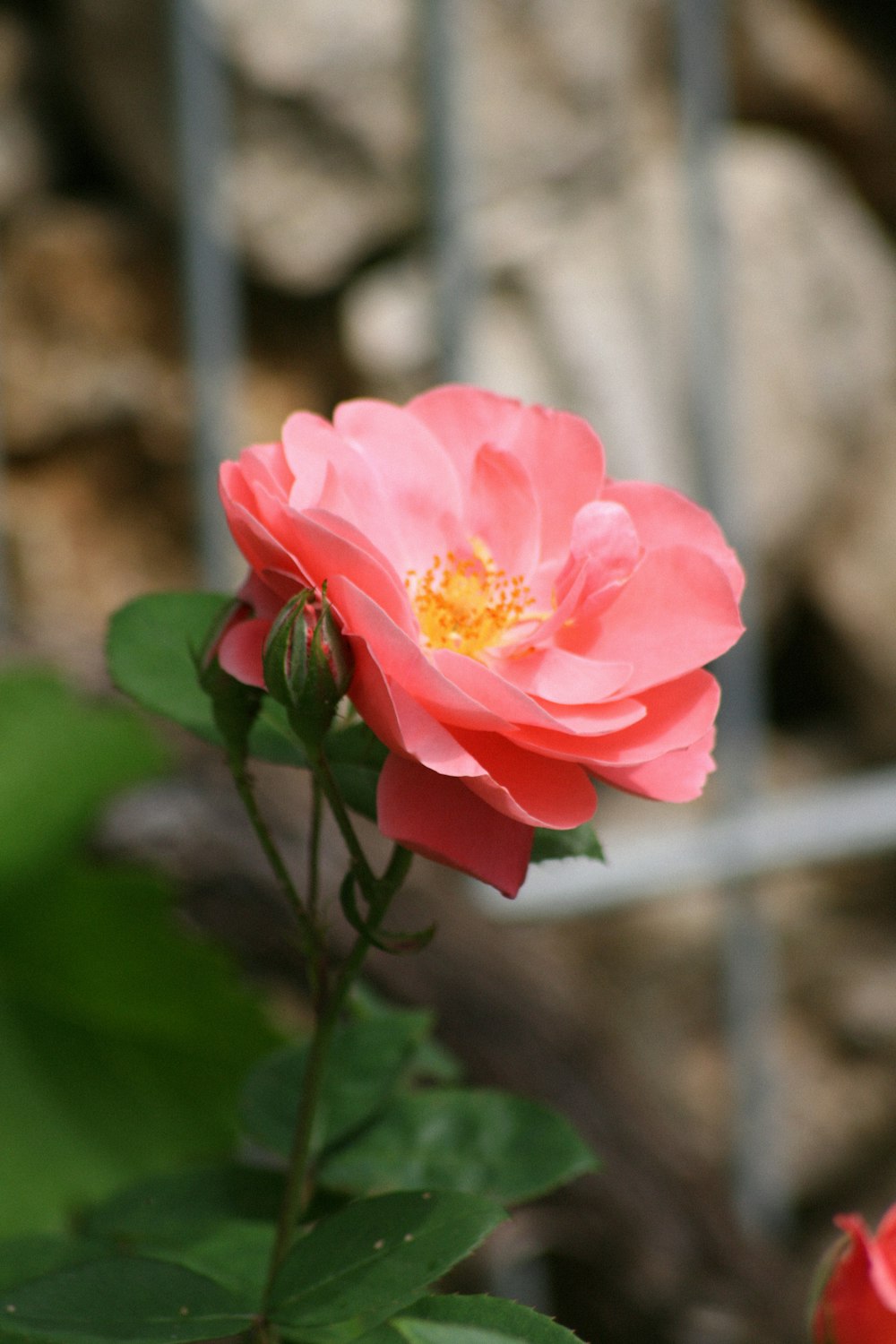 rose rose en fleurs pendant la journée