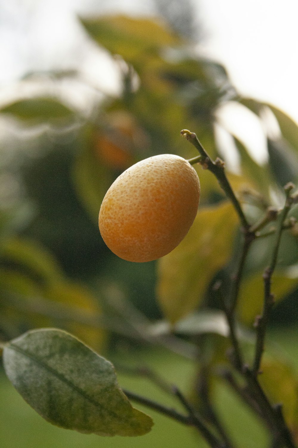 fruta laranja em folhas verdes